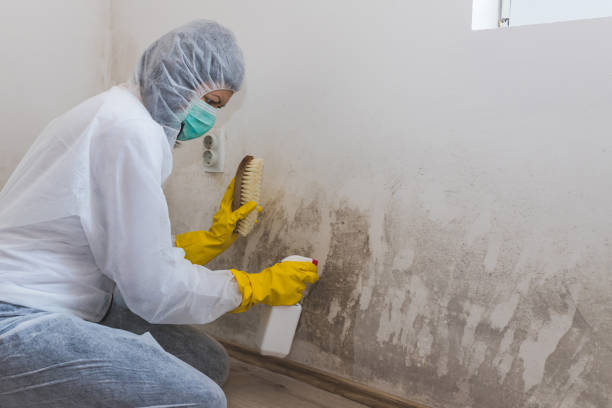 Professional Mold Removal in La Crosse, WI