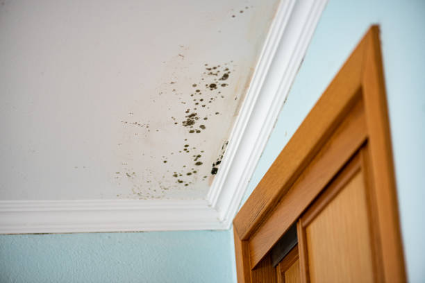 Best Black Mold Removal  in La Crosse, WI