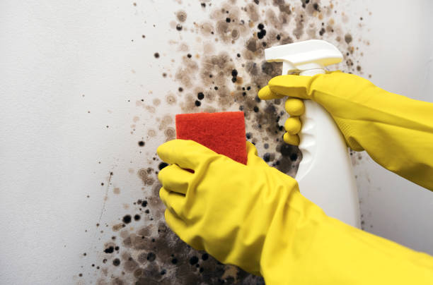 Best Crawl Space Mold Removal  in La Crosse, WI