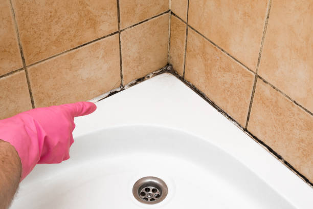 Crawl Space Mold Removal in La Crosse, WI